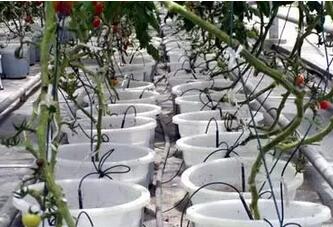 無(wú)土栽培,無(wú)土栽培技術(shù),無(wú)土栽培設(shè)備