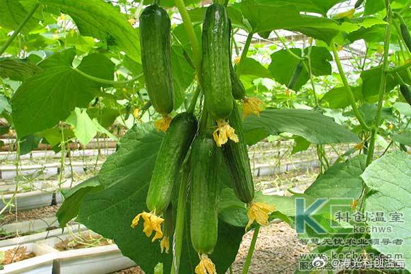 無土栽培,無土栽培技術,無土栽培設備