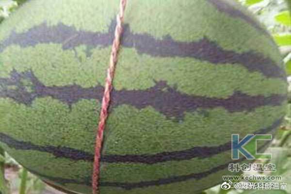 無土栽培,無土栽培技術,無土栽培設備