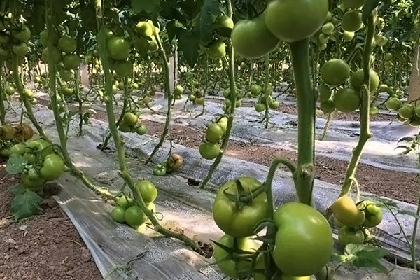 無土栽培，無土栽培技術(shù)，無土栽培設(shè)備