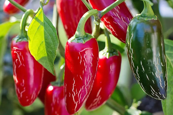 無土栽培，無土栽培技術(shù)，無土栽培設(shè)備