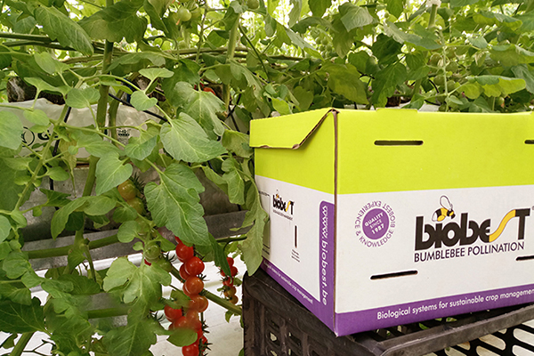 無土栽培，無土栽培技術(shù)，無土栽培設(shè)備