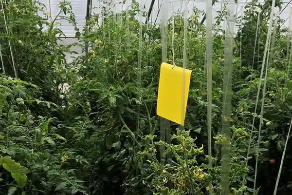 無土栽培，無土栽培技術(shù)，無土栽培設(shè)備