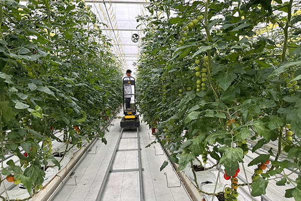 無土栽培，無土栽培技術(shù)，無土栽培設(shè)備