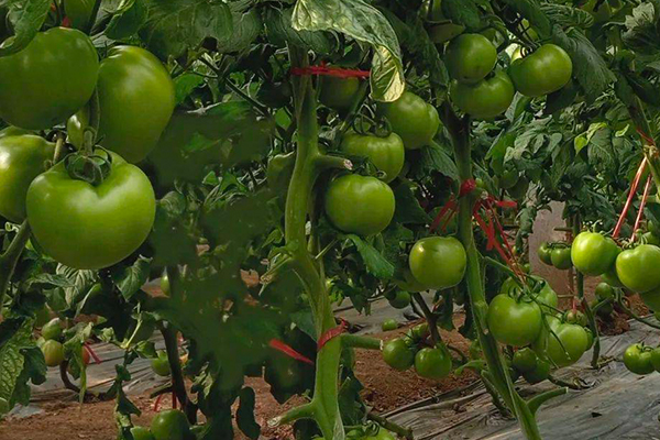 無土栽培，無土栽培技術(shù)，無土栽培設(shè)備