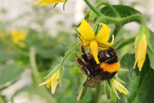 無土栽培，無土栽培技術(shù)，無土栽培設(shè)備