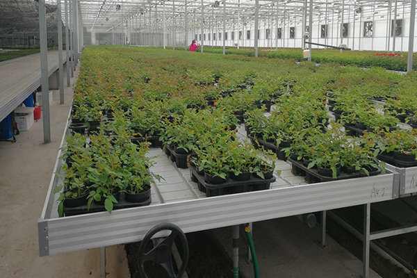 無土栽培，無土栽培技術，無土栽培設備