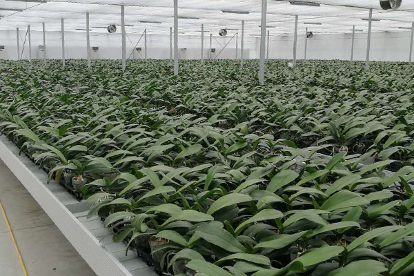 無土栽培，無土栽培技術，無土栽培設備