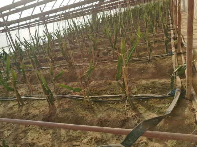 無土栽培,無土栽培技術(shù),無土栽培設(shè)備