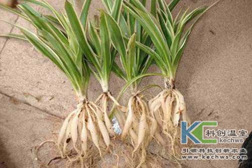 無(wú)土栽培,基質(zhì)栽培,吊蘭