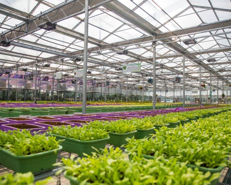 無土栽培，無土栽培技術(shù)，無土栽培設(shè)備