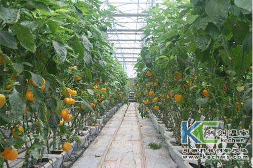 無(wú)土栽培，無(wú)土栽培技術(shù)，無(wú)土栽培設(shè)備