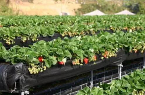 無土栽培，無土栽培技術(shù)，無土栽培設(shè)備