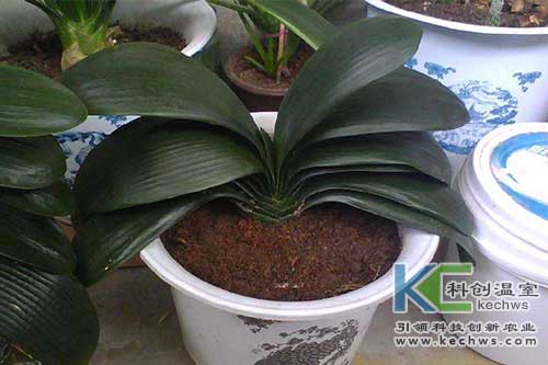 無土栽培，無土栽培技術(shù)，無土栽培設(shè)備