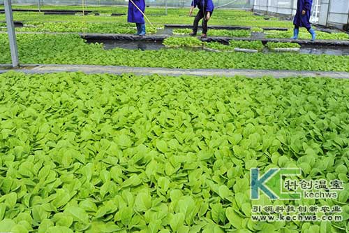 無(wú)土栽培，無(wú)土栽培技術(shù)，無(wú)土栽培設(shè)備