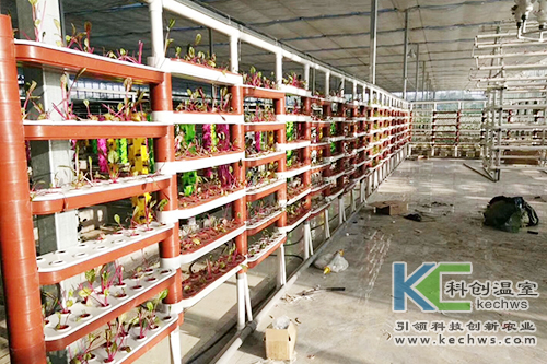 無(wú)土栽培,基質(zhì)栽培,水培