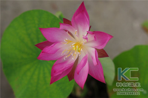 無土栽培，無土栽培技術，無土栽培設備