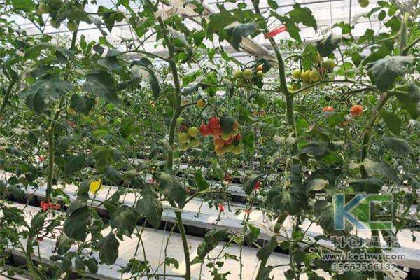 無土栽培，無土栽培技術，無土栽培設備