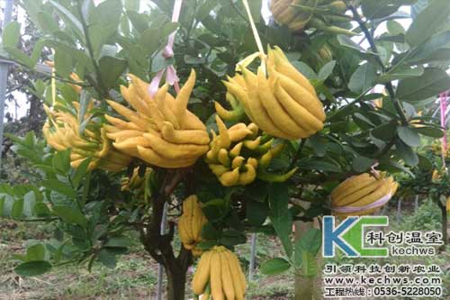 無土栽培，無土栽培技術，無土栽培設備