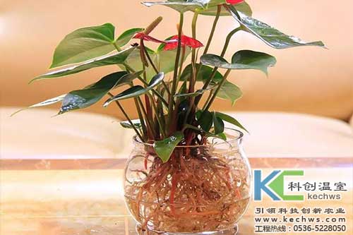 無土栽培，無土栽培技術(shù)，無土栽培設(shè)備