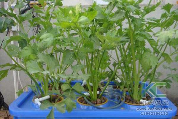 無土栽培，無土栽培技術