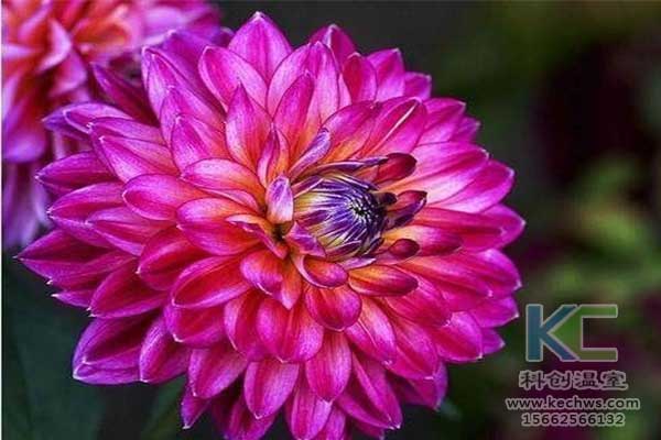 無土栽培，無土栽培技術(shù)，無土栽培設(shè)備