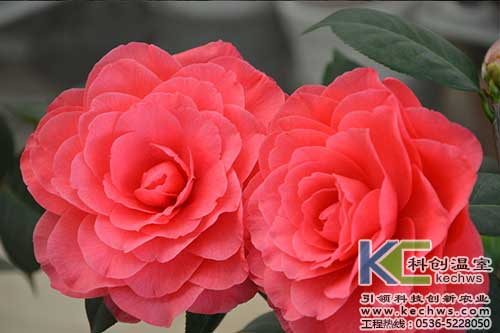 無(wú)土栽培，無(wú)土栽培技術(shù)，無(wú)土栽培設(shè)備