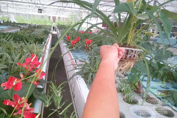 無土栽培，無土栽培技術(shù)，無土栽培設(shè)備