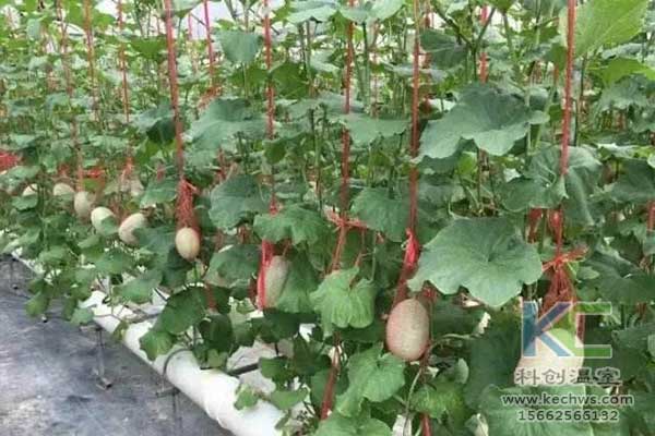 無土栽培，無土栽培技術(shù)，無土栽培設(shè)備