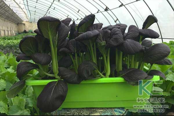 無土栽培，無土栽培技術(shù)，無土栽培設(shè)備