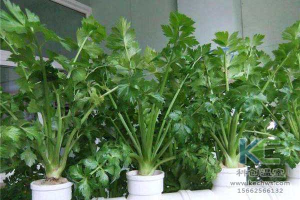 無土栽培，無土栽培技術，無土栽培設備