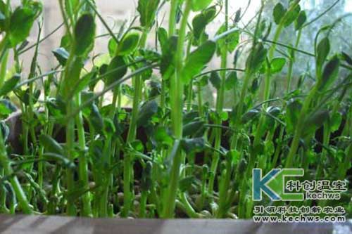 無土栽培，無土栽培技術(shù)，無土栽培設(shè)備