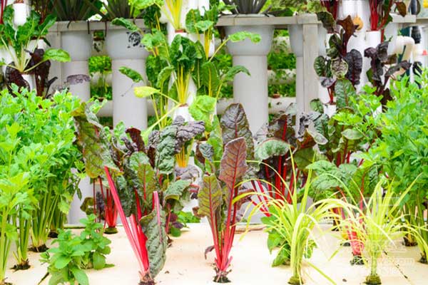 無土栽培，無土栽培技術，無土栽培設備