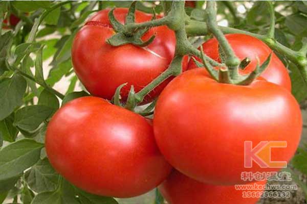 無土栽培，無土栽培技術，無土栽培設備