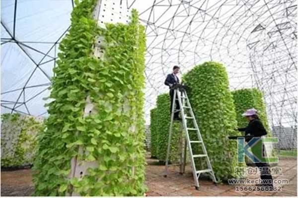 無土栽培，無土栽培技術，無土栽培設備