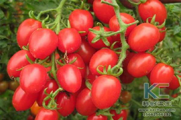 無土栽培，無土栽培技術，無土栽培設備