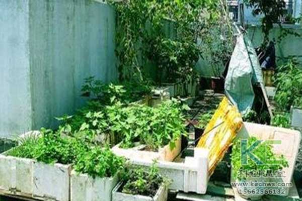 無土栽培，無土栽培技術，無土栽培設備