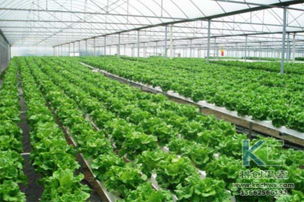 無土栽培，無土栽培技術，無土栽培設備