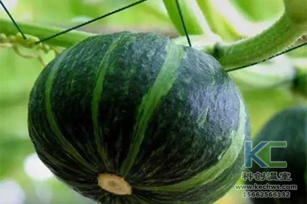 無土栽培，無土栽培技術，無土栽培設備