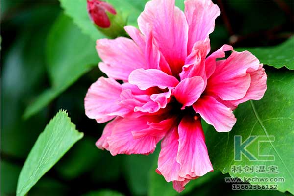 無(wú)土栽培，無(wú)土栽培技術(shù)，無(wú)土栽培設(shè)備