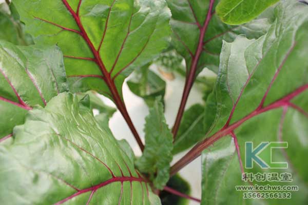 無土栽培，無土栽培技術，無土栽培設備