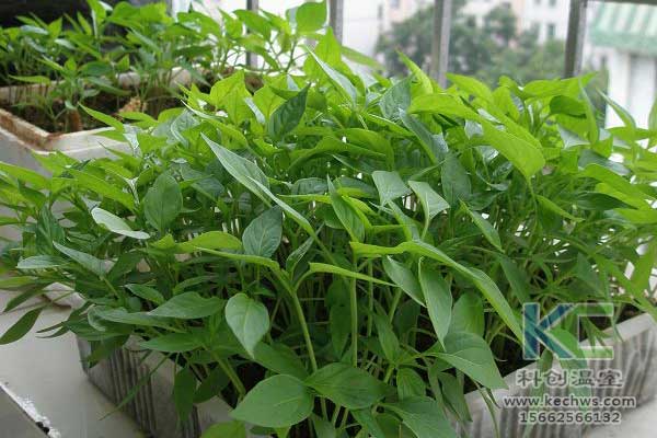 無土栽培，無土栽培技術，無土栽培設備