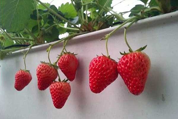 無土栽培，無土栽培技術，無土栽培設備