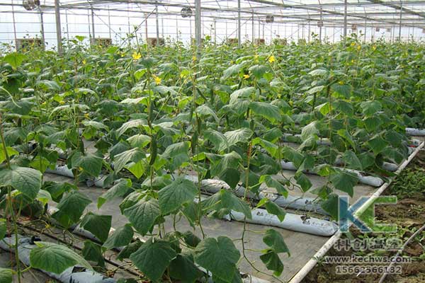 無土栽培，無土栽培技術，無土栽培設備