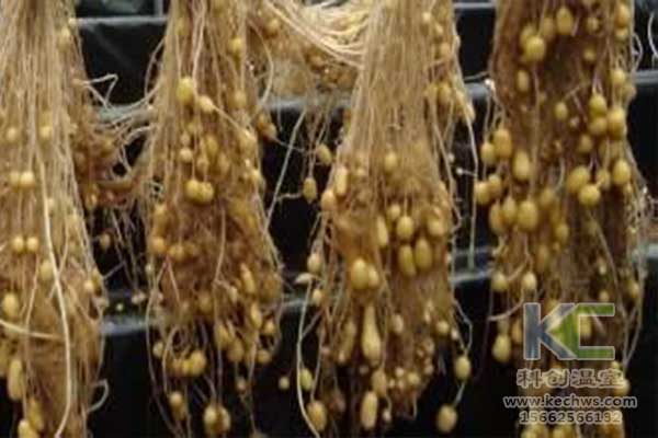 無土栽培，無土栽培技術(shù)，無土栽培設(shè)備