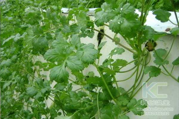 無土栽培，無土栽培技術(shù)，無土栽培設(shè)備