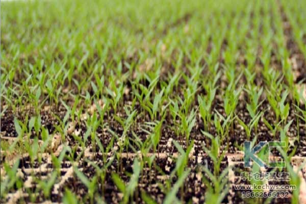 無土栽培，無土栽培技術，無土栽培設備