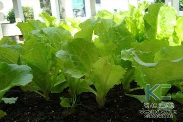 無土栽培，無土栽培技術，無土栽培設備