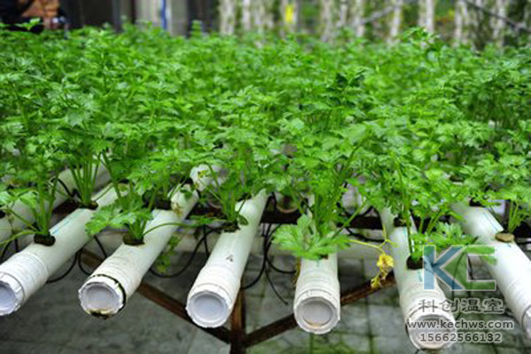 無土栽培，無土栽培技術，無土栽培設備