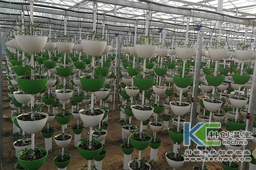 無土栽培,無土栽培技術,工程